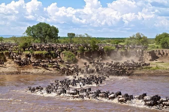 Best Time to Experience the Wildebeest Migration in Kenya