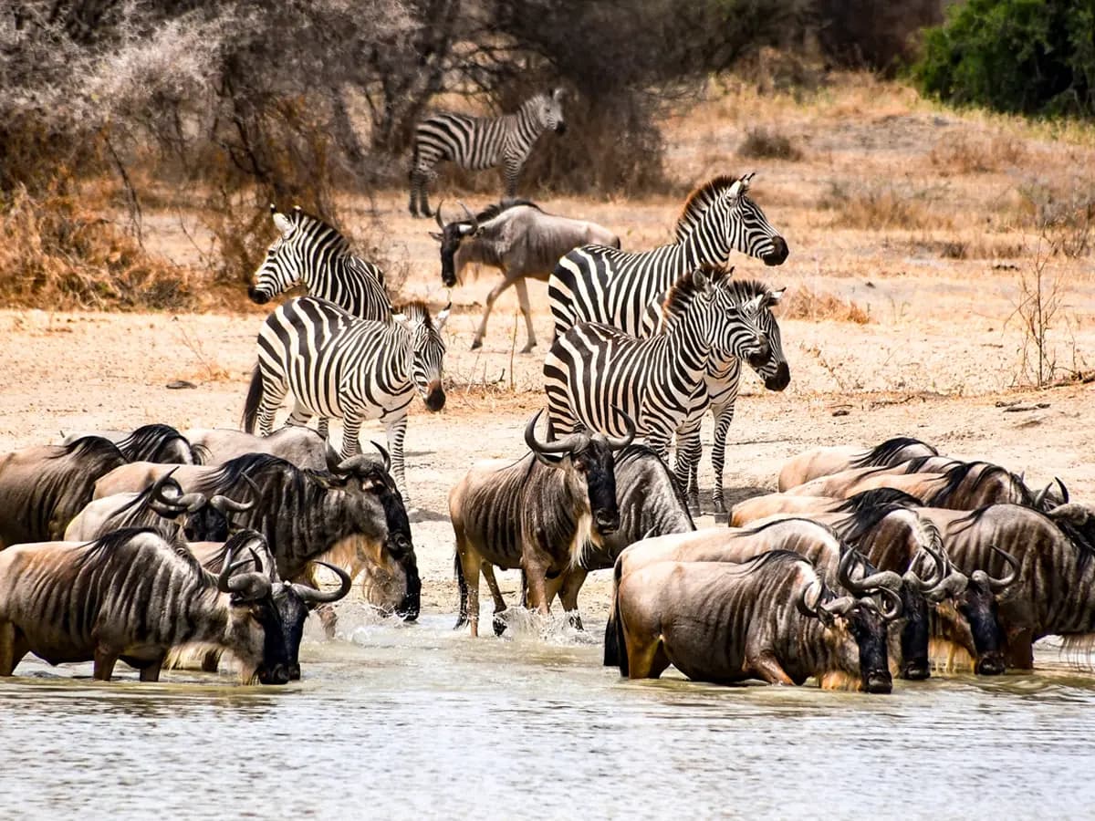 Best Time to Experience the Wildebeest Migration in Kenya