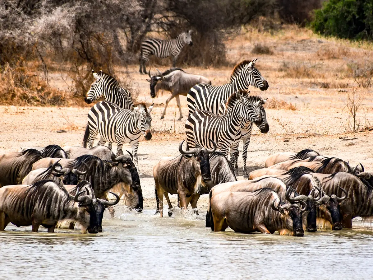 Wildebeest Migration Safari - Masai Mara